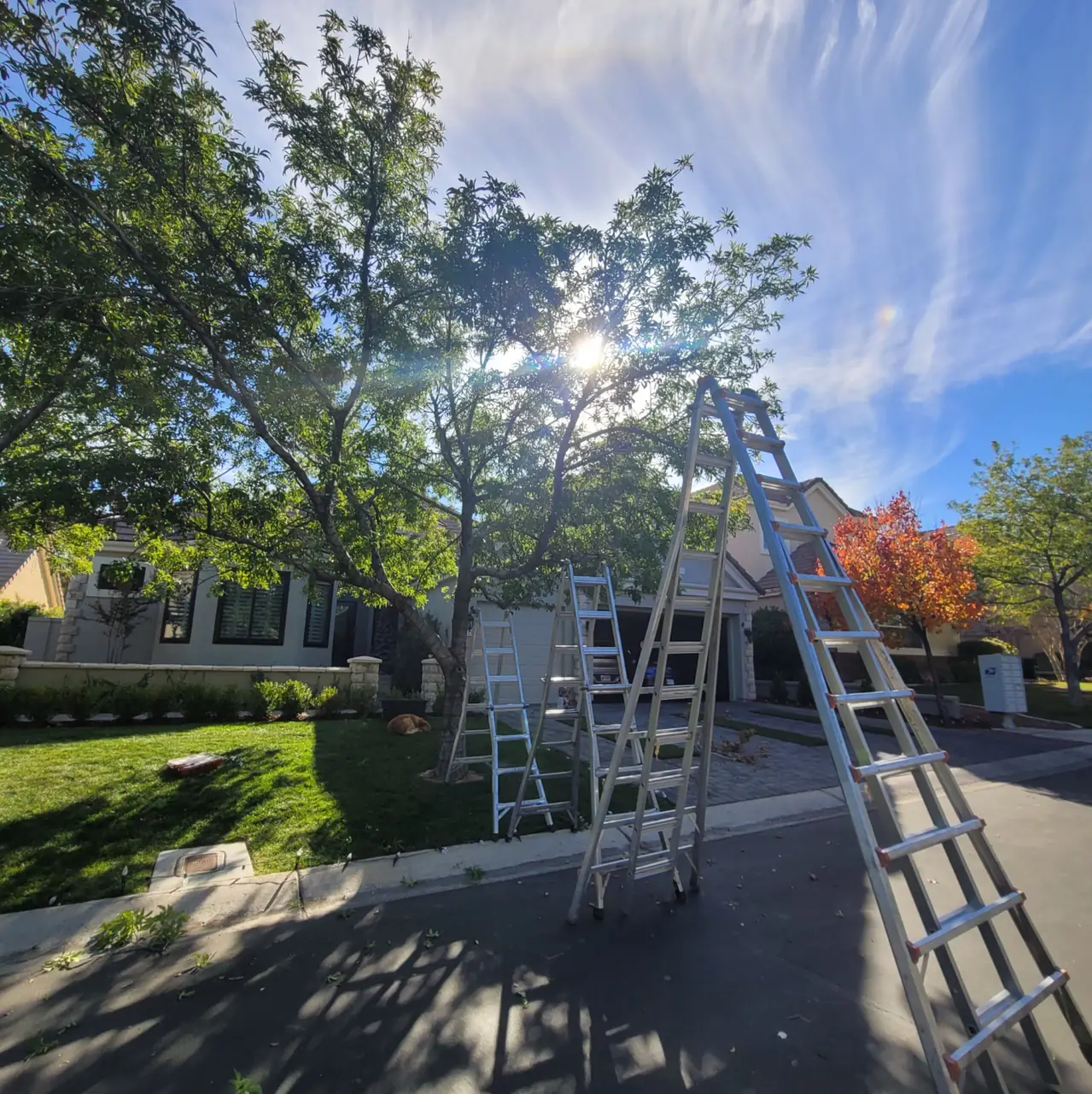 Tree lighting preparation